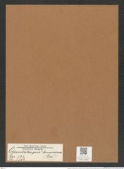 Odontotropis ? tenuicornis (Grev.) (de-Toni-Nr.: Genus 124, Species 3542) Zeichnungen Sammlung Grunow Mappe 03698 (Herbarium_W_Grunow_drawings_Folder_03698)